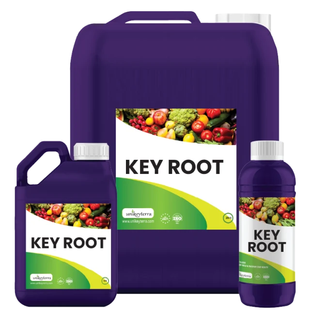KEY ROOT