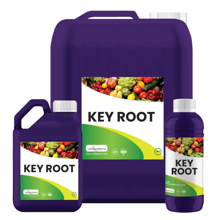 KEY ROOT